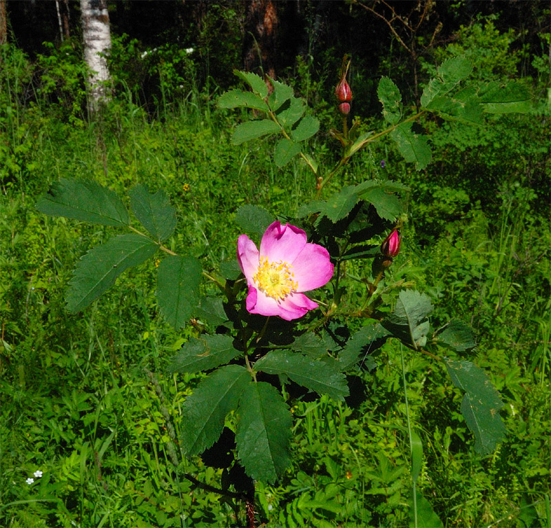 Image of Rosa acicularis specimen.