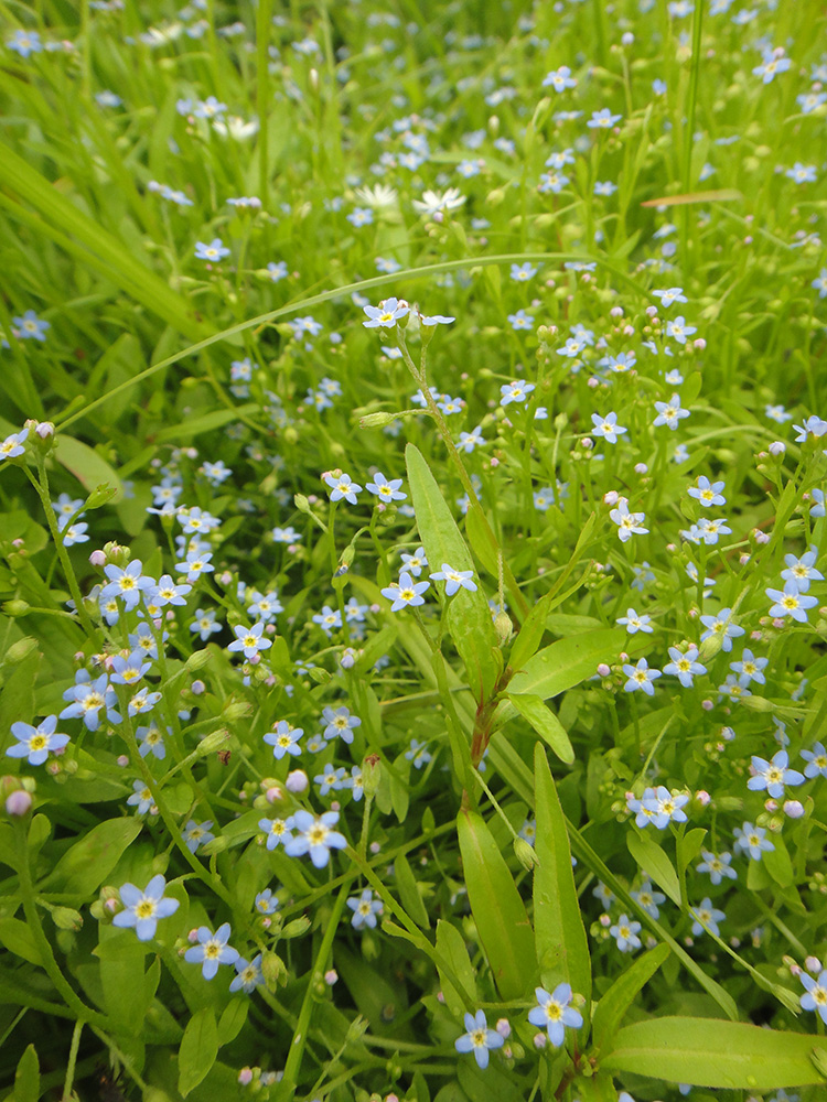 Image of Myosotis palustris specimen.