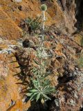 Echinops integrifolius