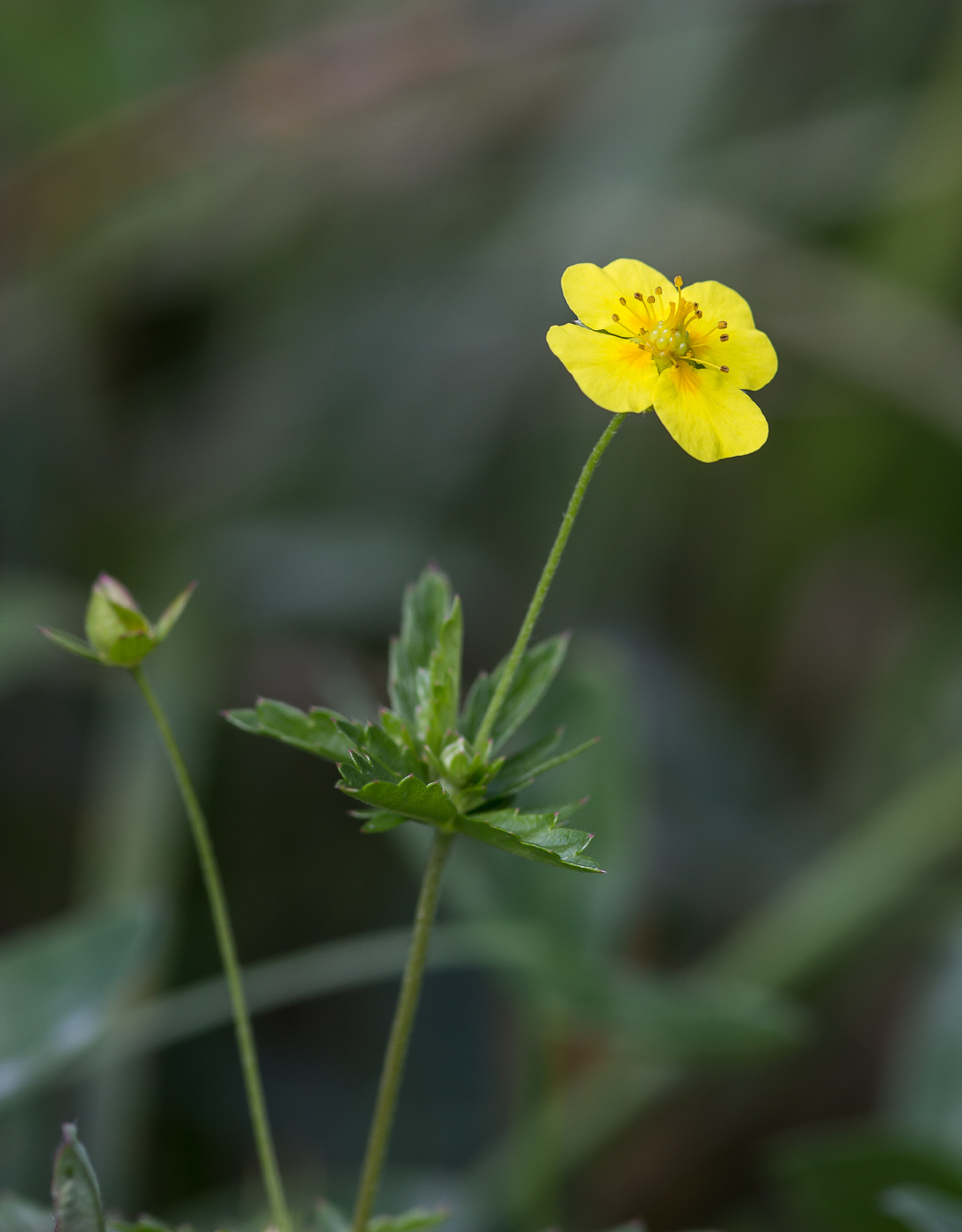 Image of Potentilla erecta specimen.