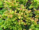 Vaccinium ovalifolium