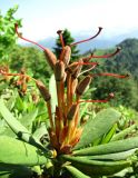 Rhododendron caucasicum. Верхушка побега с соплодием. Краснодарский край, хр. Аибга, субальпийский луг, ≈ 2200 м н.у.м. 09.07.2015.