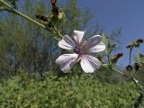 Althaea armeniaca