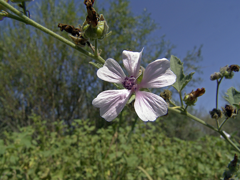 Image of Althaea armeniaca specimen.