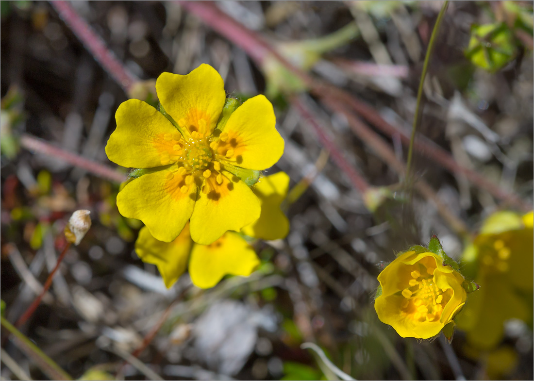 Image of Potentilla crantzii specimen.