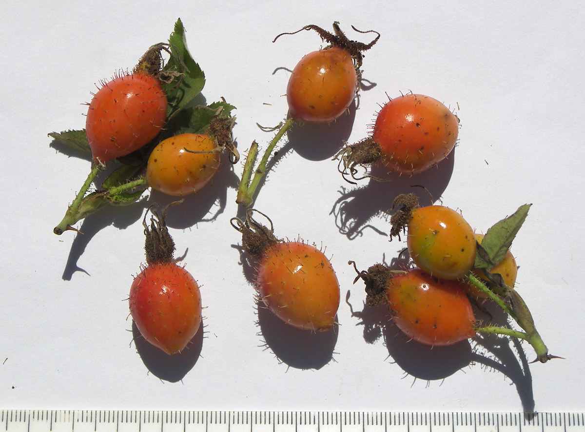 Image of Rosa mollis specimen.