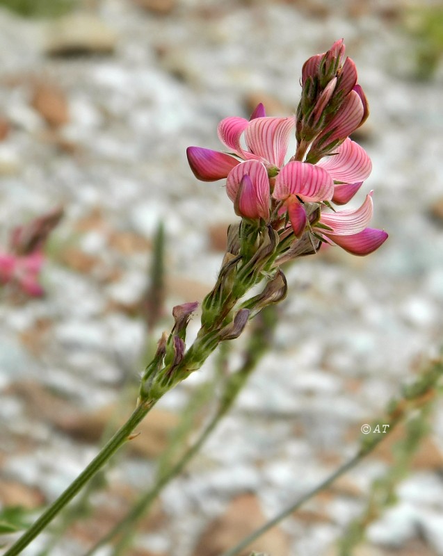 Image of genus Onobrychis specimen.