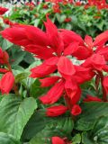 Salvia splendens
