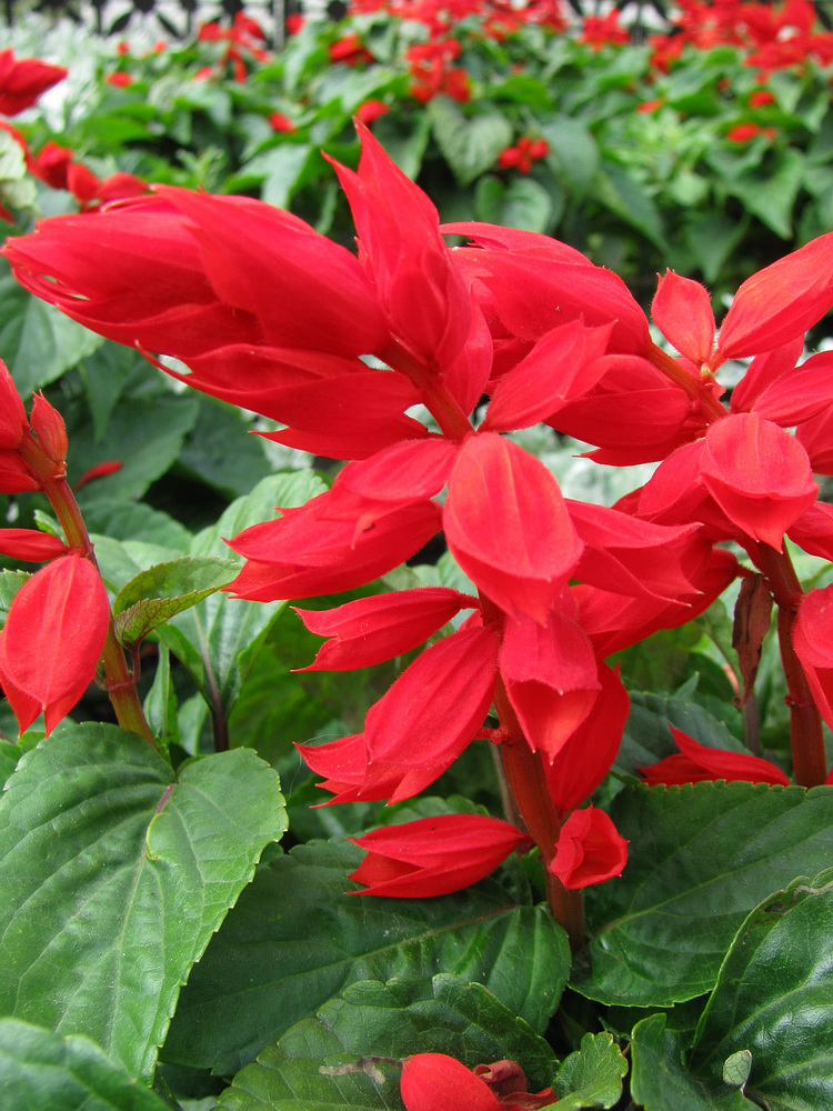 Image of Salvia splendens specimen.