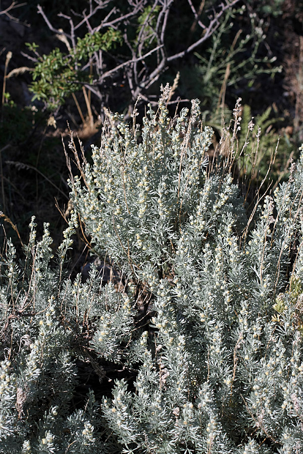 Изображение особи Artemisia rutifolia.