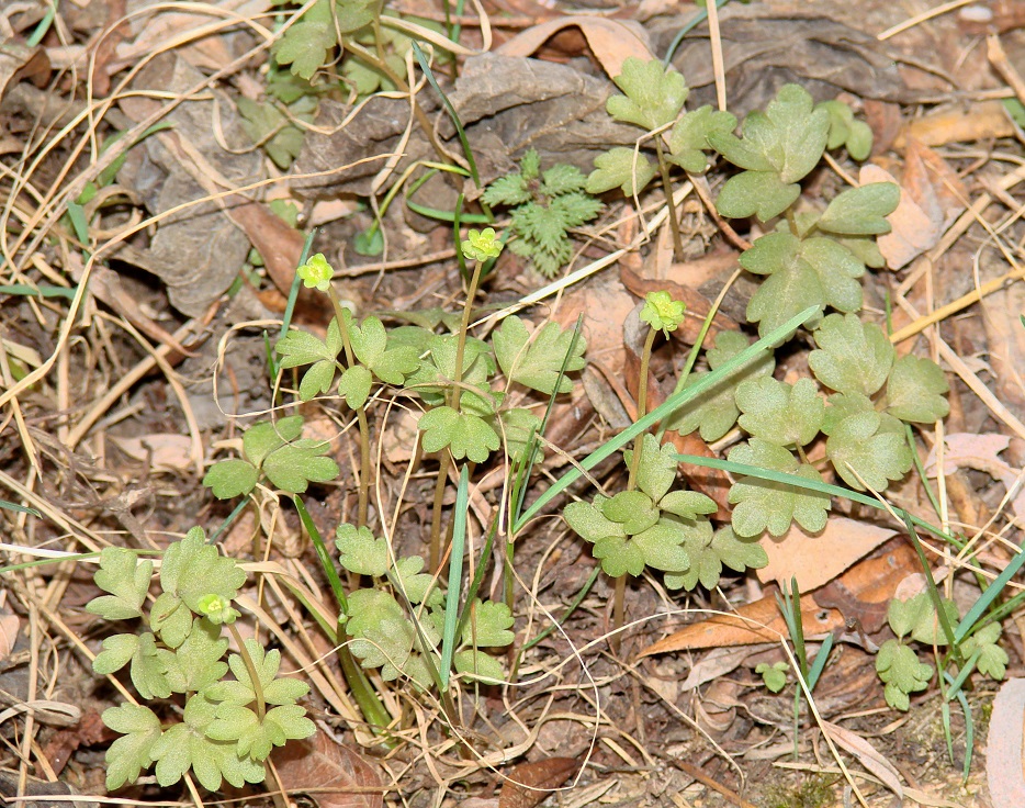 Image of Adoxa moschatellina specimen.