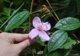 Macrolenes nemorosa. Часть побега с цветком. Таиланд, национальный парк Си Пханг-нга, влажный тропический лес. 20.06.2013.