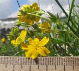 Potentilla crantzii