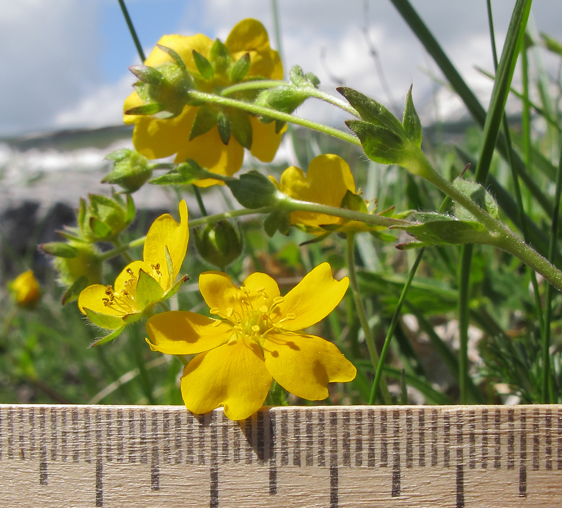 Image of Potentilla crantzii specimen.