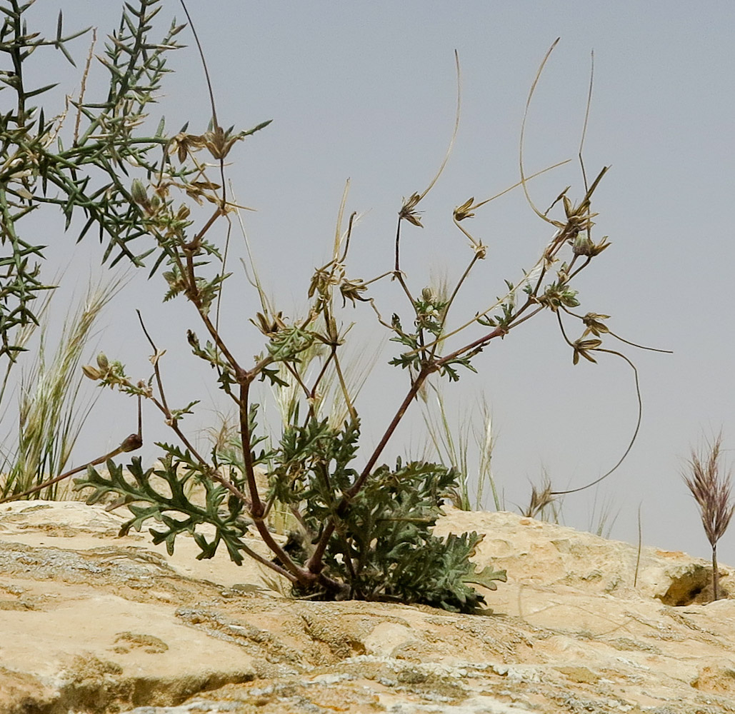 Изображение особи Erodium crassifolium.