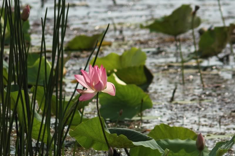 Изображение особи Nelumbo nucifera.