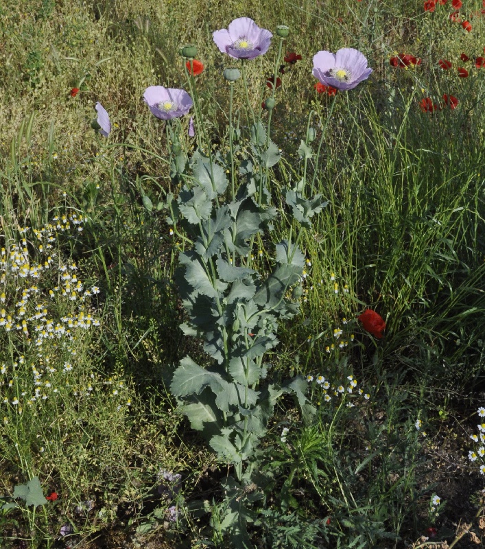 Image of Papaver somniferum specimen.