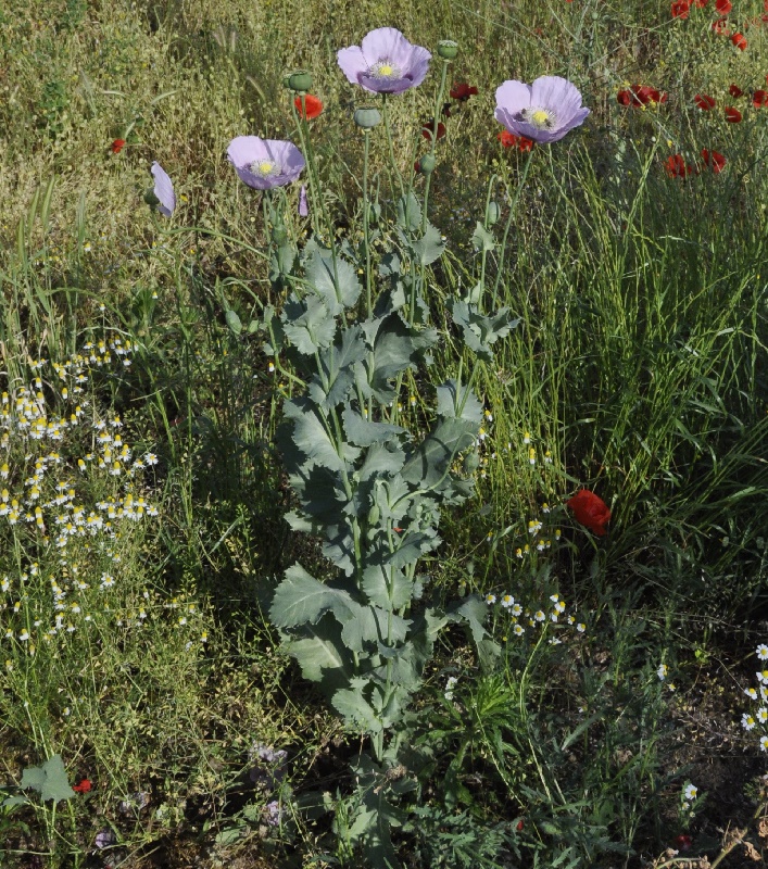 Изображение особи Papaver somniferum.