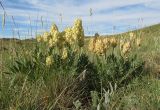 Astragalus follicularis