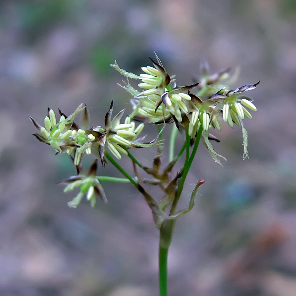 Image of Luzula pilosa specimen.