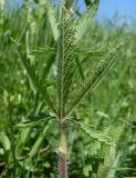 Potentilla pedata. Лист (нижняя сторона). Ростовская обл., Азовский р-н, окр. пос. Солнечный, склон балки Водяникова, настоящая степь. 02.06.2015.