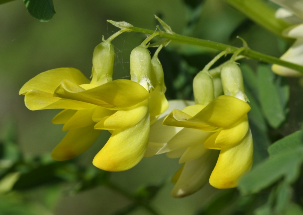 Image of Astragalus chinensis specimen.