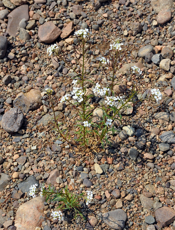 Изображение особи Dontostemon pinnatifidus.