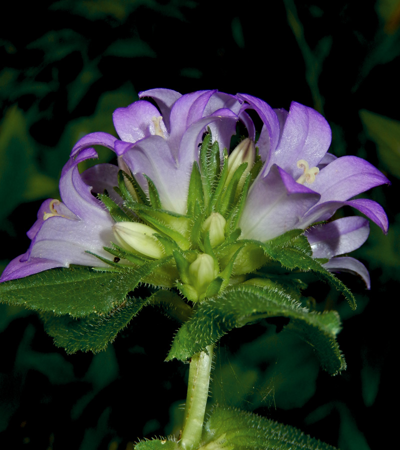 Image of Campanula maleevii specimen.