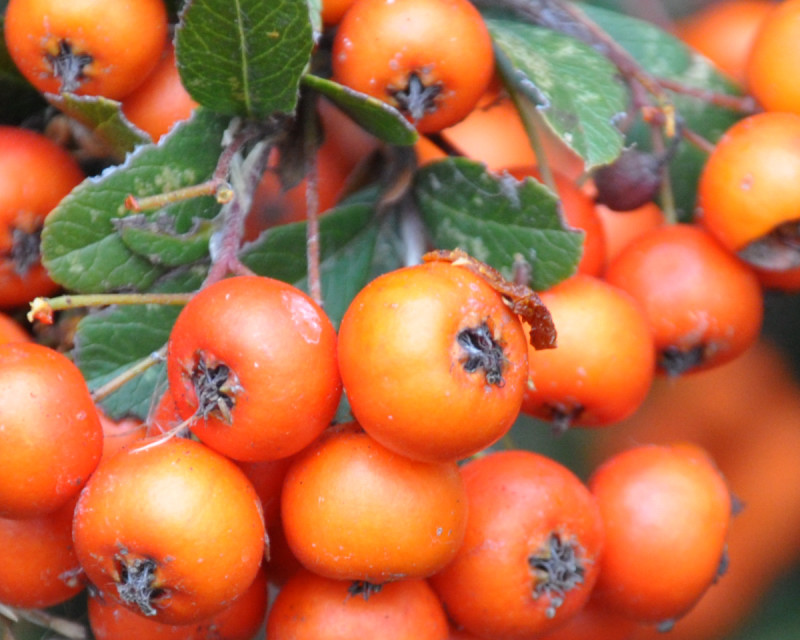 Image of Pyracantha coccinea specimen.