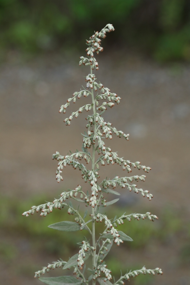 Image of Artemisia argyi specimen.