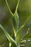 Tragopogon australis