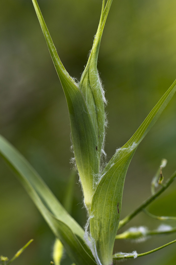 Image of Tragopogon australis specimen.