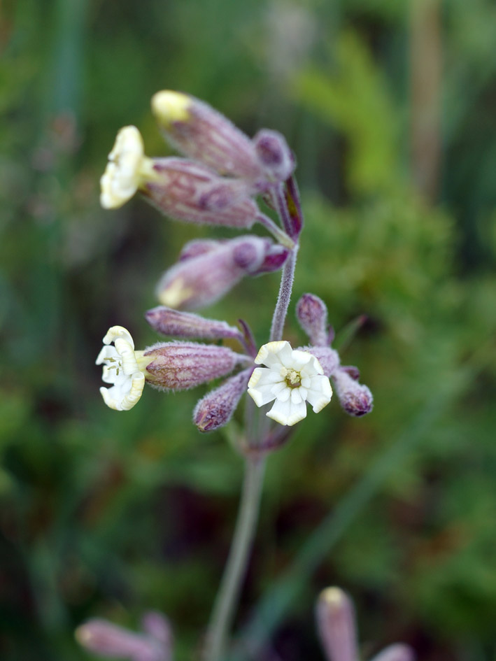 Image of Silene amoena specimen.