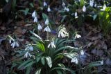 Galanthus plicatus. Цветущее растение. Внутренняя гряда Крымских гор в р-не пещерного г. Мангуп-Кале. Конец апреля 2008 г.