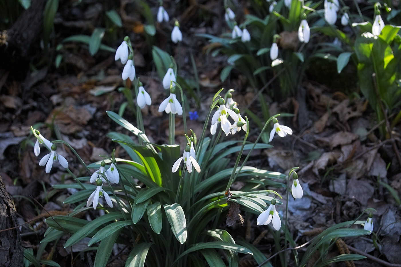 Изображение особи Galanthus plicatus.