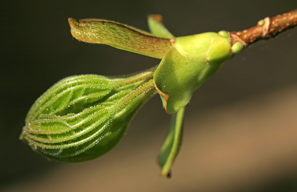 Изображение особи Acer platanoides.