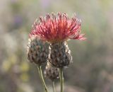 Centaurea rigidifolia. Соцветие. Украина, Днепропетровская обл., Криворожский р-н, окр. с. Широкое, склон балки, степь. 01.07.2015.