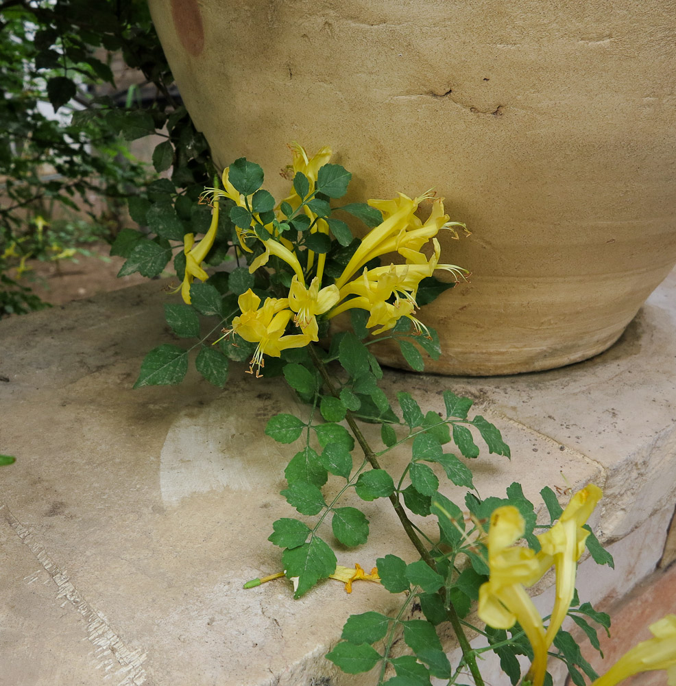 Изображение особи Tecomaria capensis.