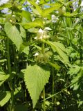 Lamium album