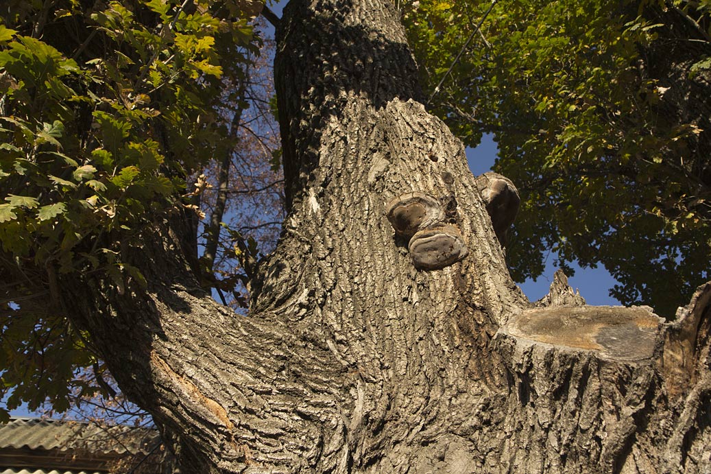 Изображение особи Quercus robur f. fastigiata.