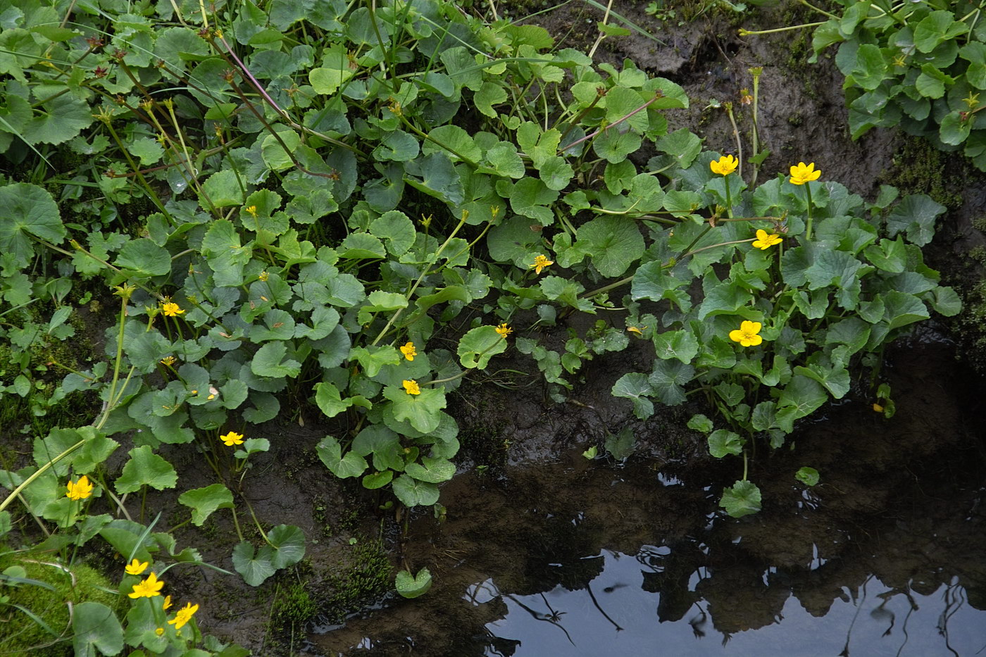 Изображение особи род Caltha.