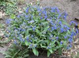 Pulmonaria mollis. Цветущее растение. Иркутск, Студгородок, придомовое озеленение, в культуре. 12.05.2016.