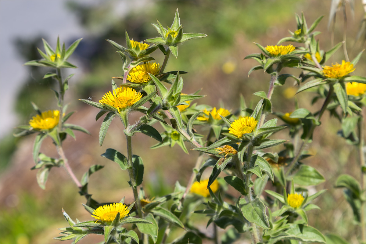 Изображение особи Pallenis spinosa.