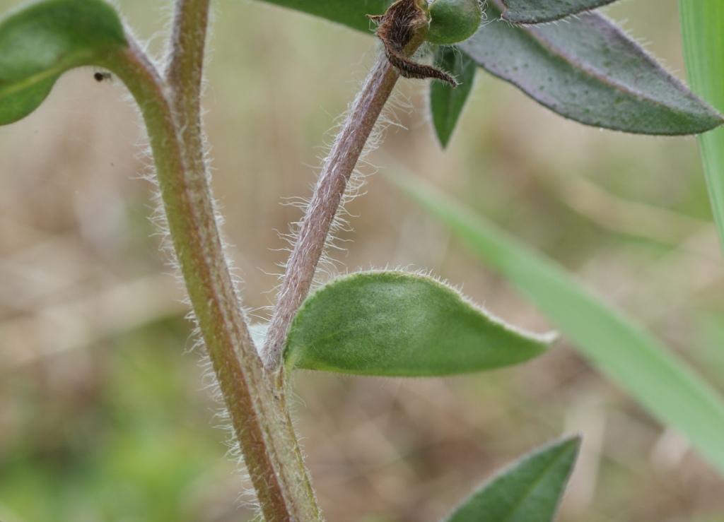 Image of Nonea rossica specimen.