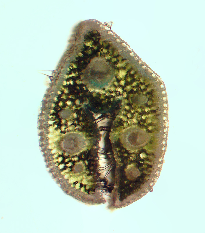 Image of Festuca ovina specimen.