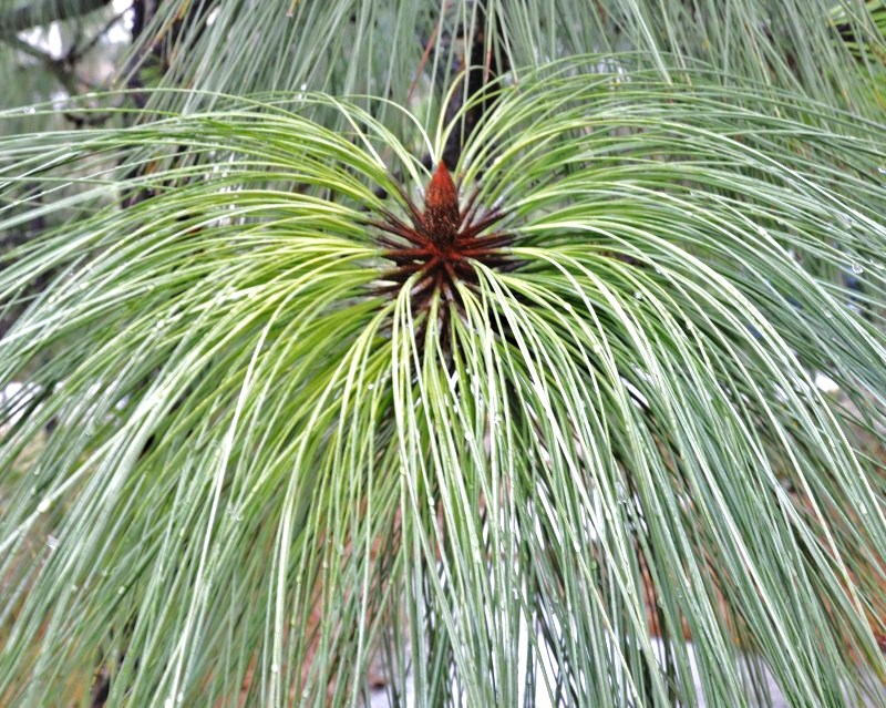 Image of Pinus montezumae specimen.