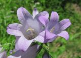 Campanula praealta