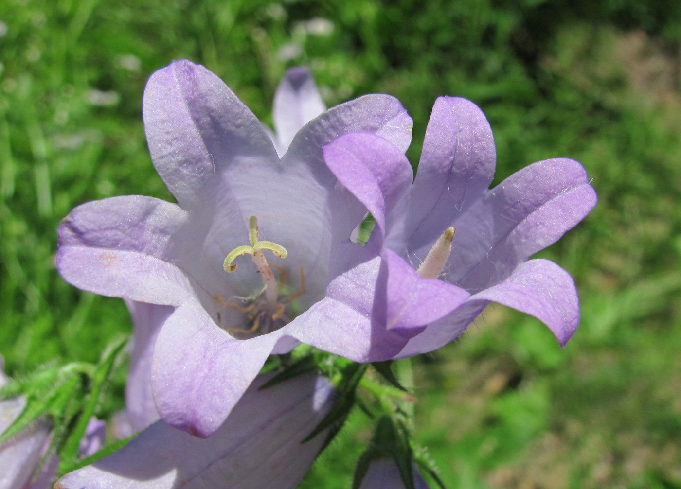 Image of Campanula praealta specimen.