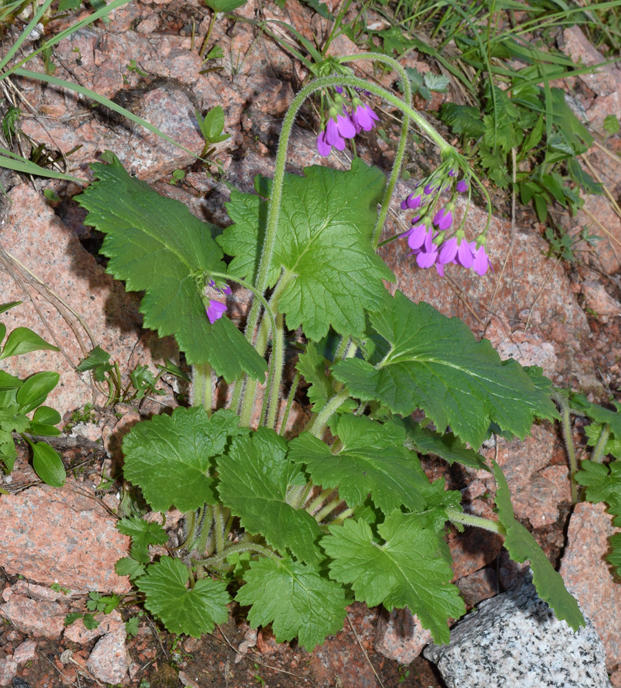 Изображение особи Cortusa turkestanica.