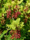 Berberis amurensis